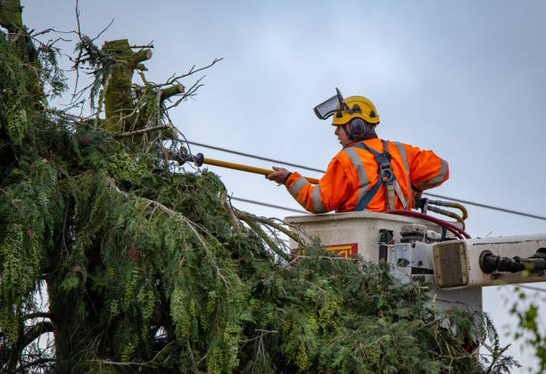 Leaf Removal in Beaufort, SC